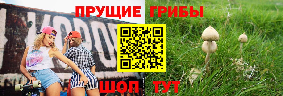 Псилоцибиновые грибы Psilocybe Ессентуки
